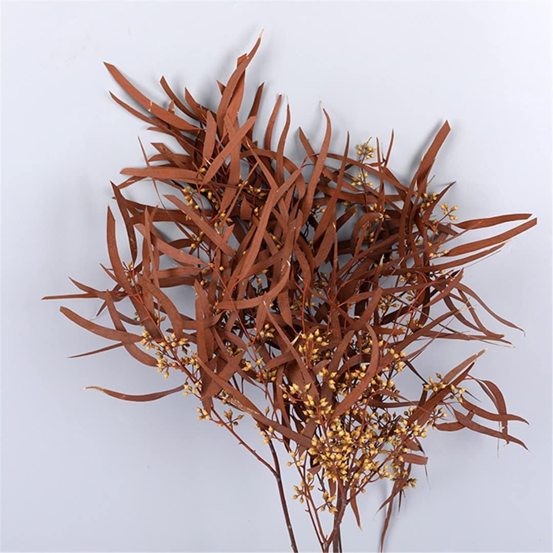 Natural Preserved Eucalyptus Leaves for Wedding and Home Decor
