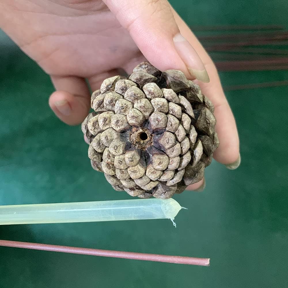 NWFashion 10PCS 2INCH Natural Dried Pinecones for Crafting