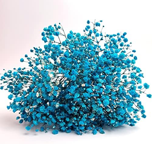 Preserved Babys Breath Flower Bunches Light Blue 3-Pack 12 Inches Tall