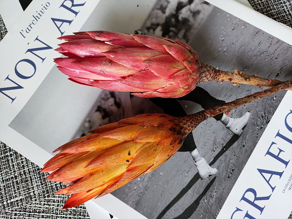 4PCS Dried Protea Flowers Natural Decor Vase Arrangement