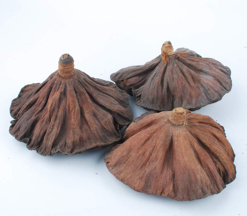 NWFashion 10pcs Artificial Dried Brown Lotus Pods Decoration