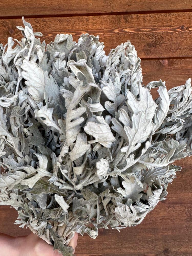 Dusty Miller Lambs Ear Preserved Flowers - 10 Stems