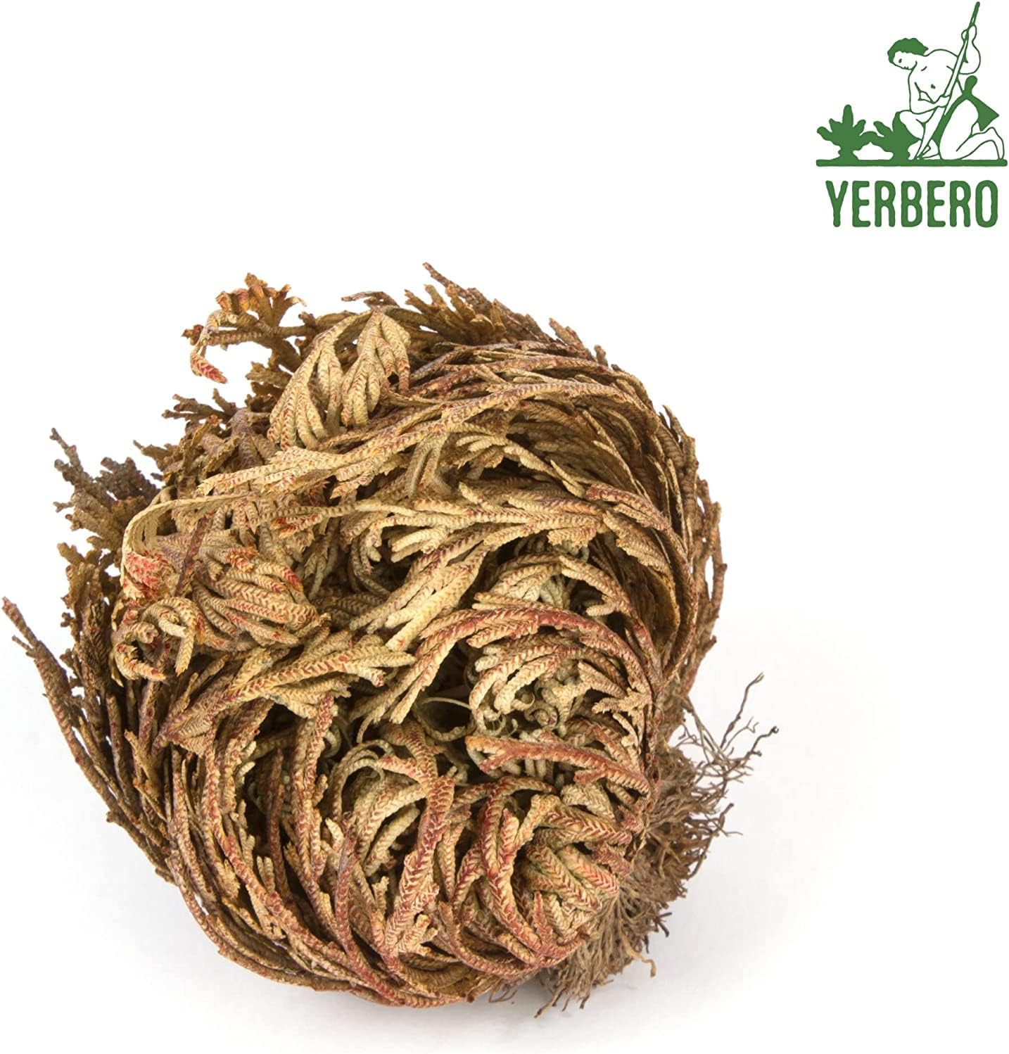 Yerbero 2 Pack Big Rose Jericho Dried Flowers