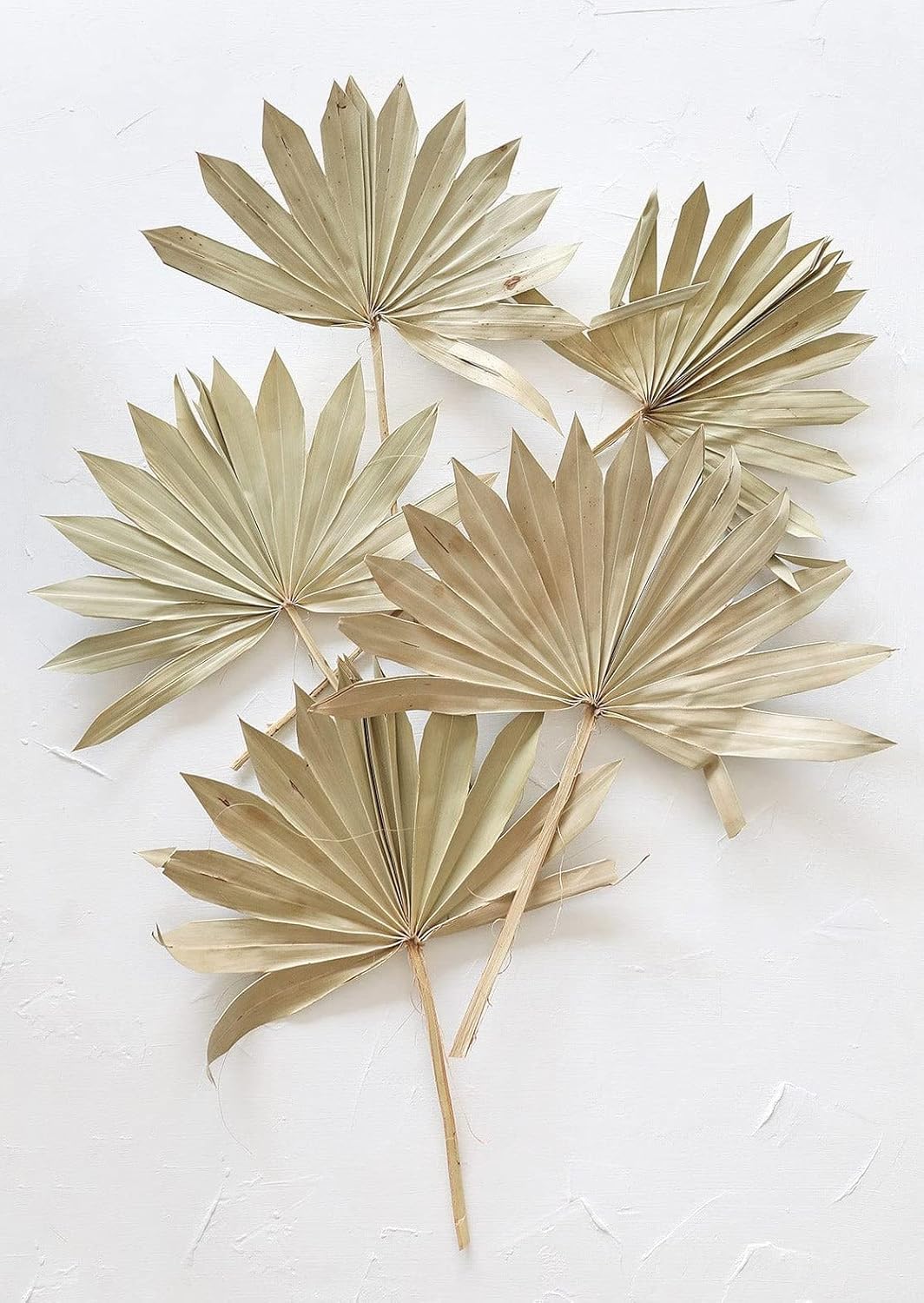 Bundle of 5 Afloral Natural Sun Palms 14-20 Inch