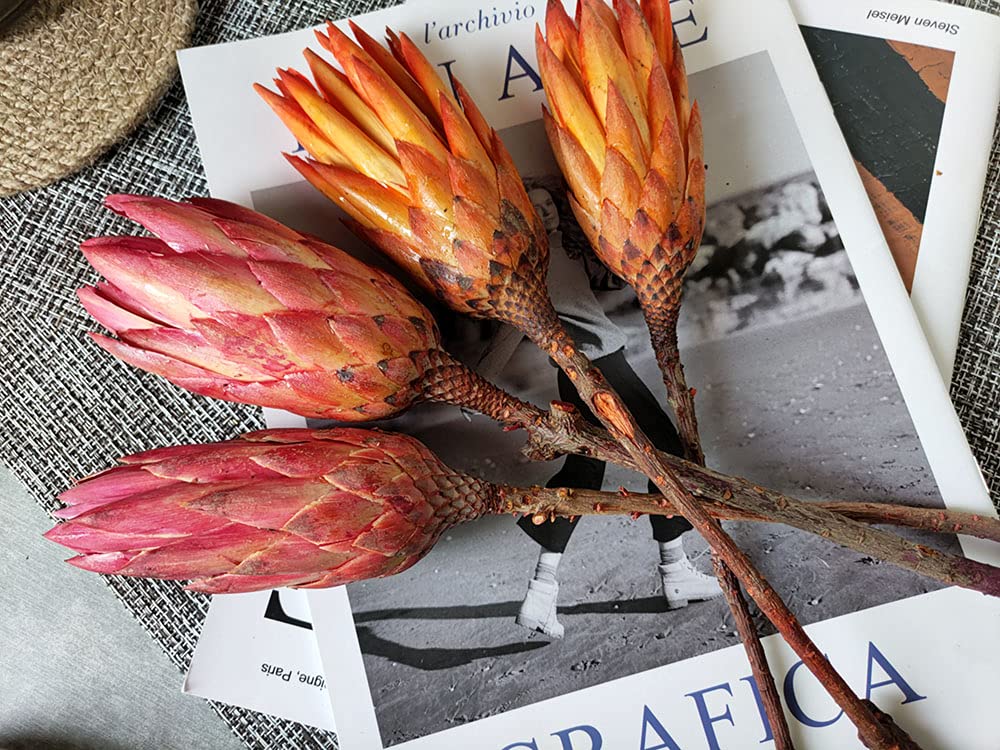4PCS Dried Protea Flowers Natural Decor Vase Arrangement