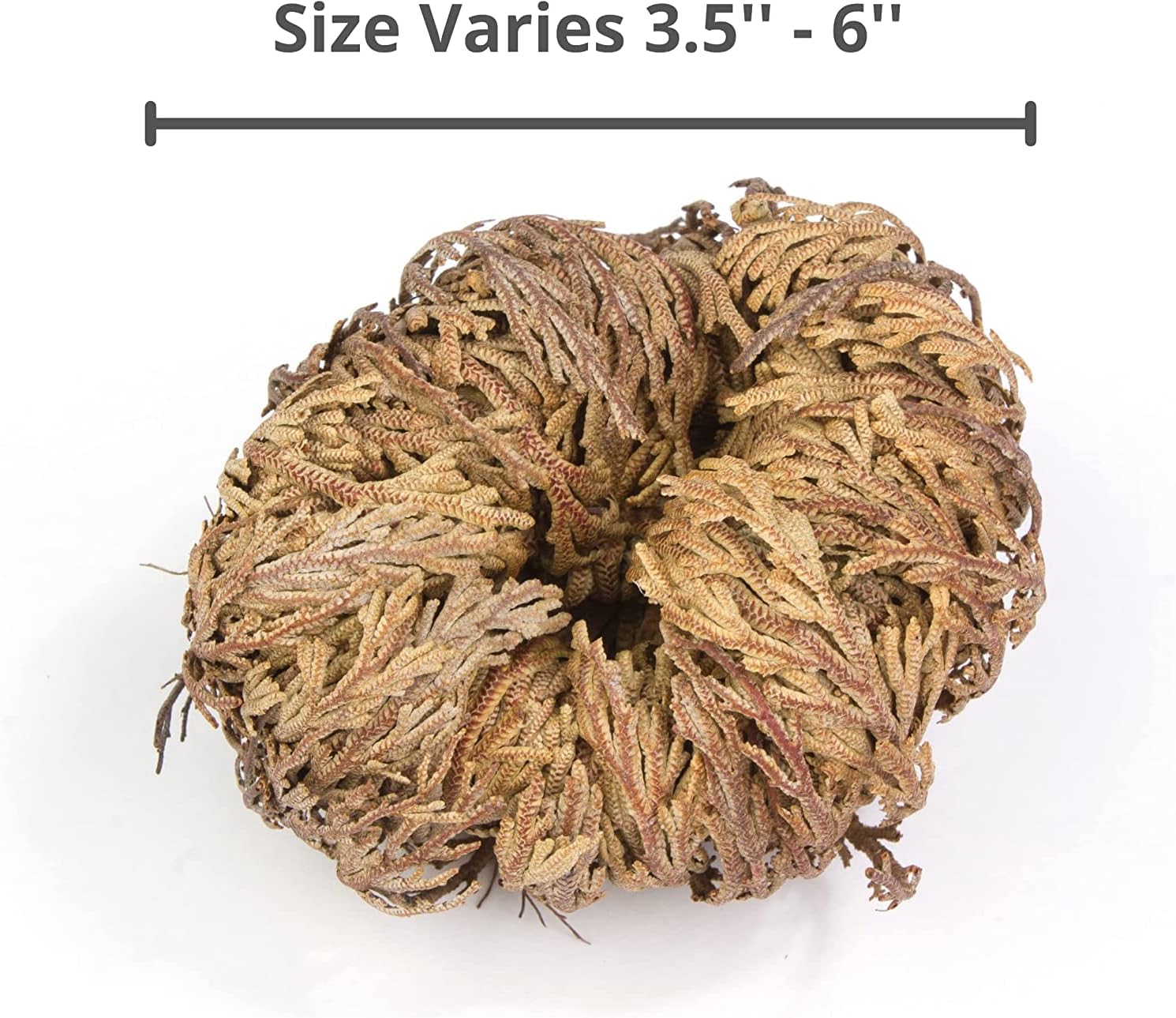 Yerbero 2 Pack Big Rose Jericho Dried Flowers