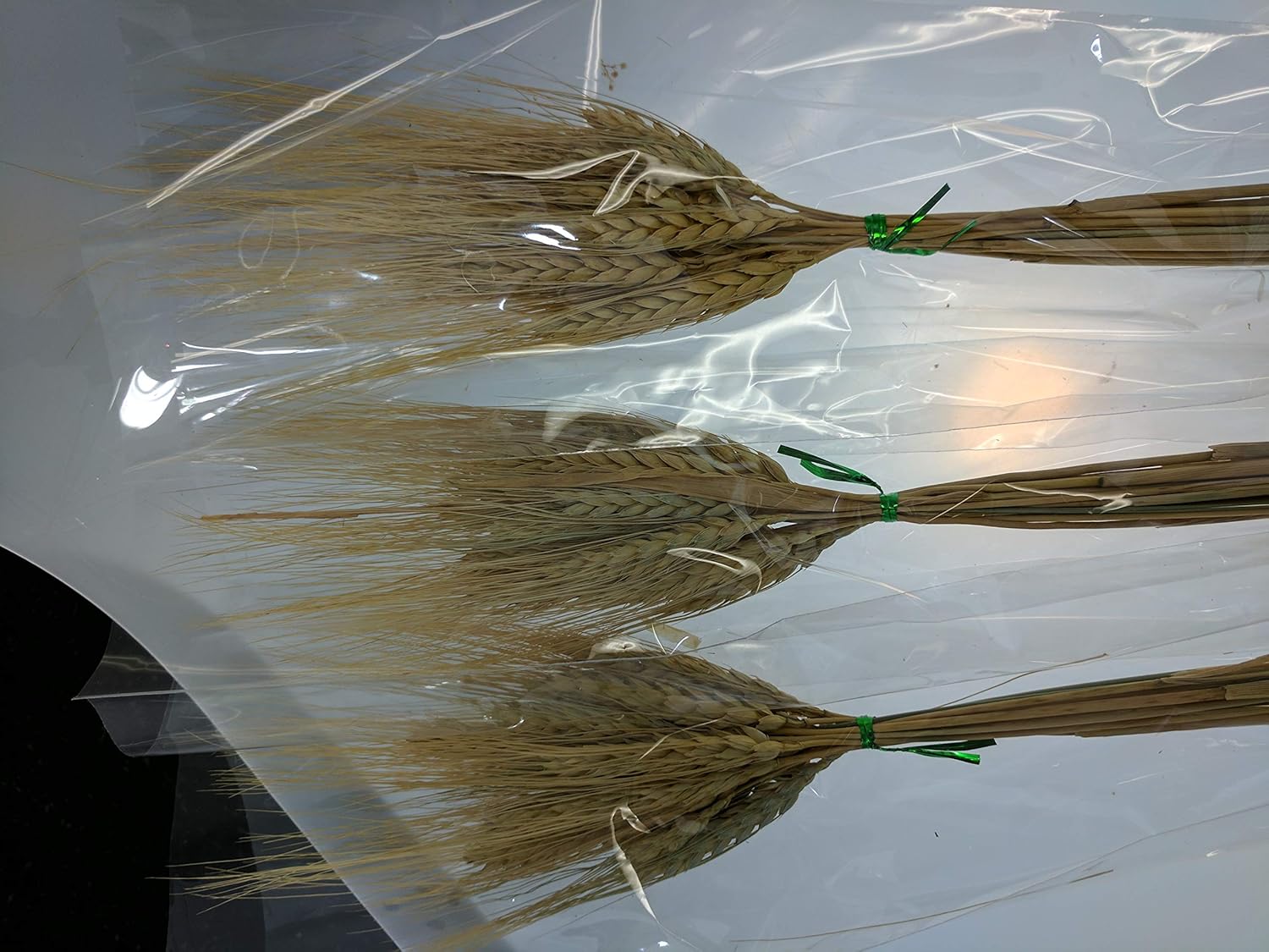 LACrafts Dried Babys Breath Flowers Wheat Stalks 3 Pack