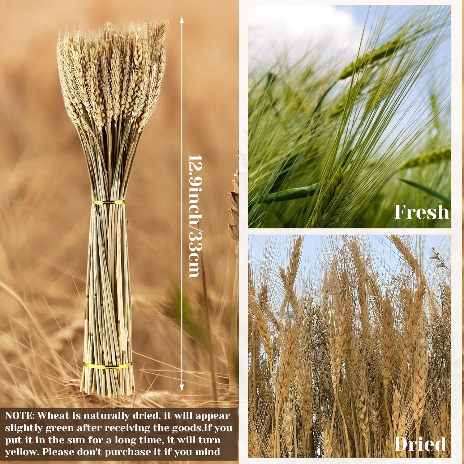 Geosar 600 Stems Dried Wheat Stalks Decor Bundle