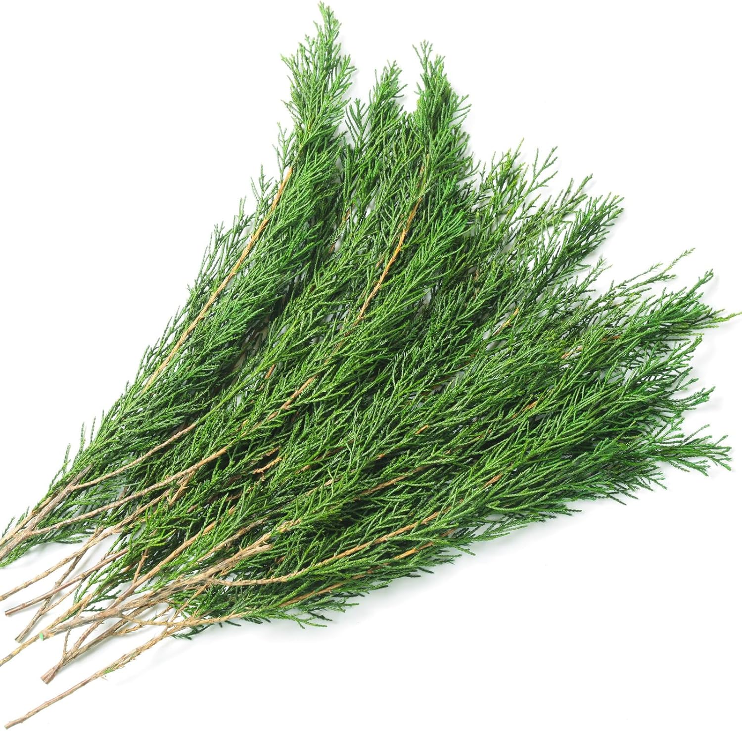 Preserved Real Pine Leaves Branches 17 for Christmas Decor