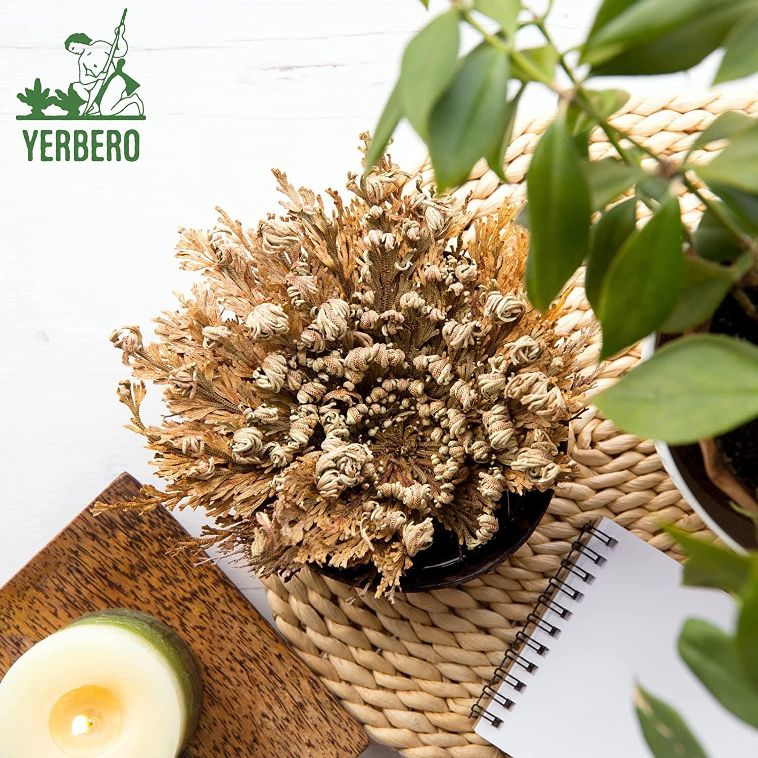 Yerbero 2 Pack Big Rose Jericho Dried Flowers
