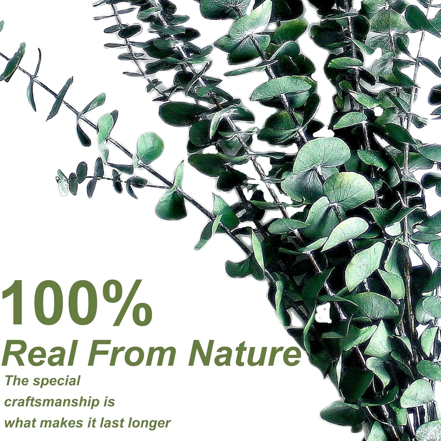 30PCS Dried Preserved Eucalyptus Plants for Decor