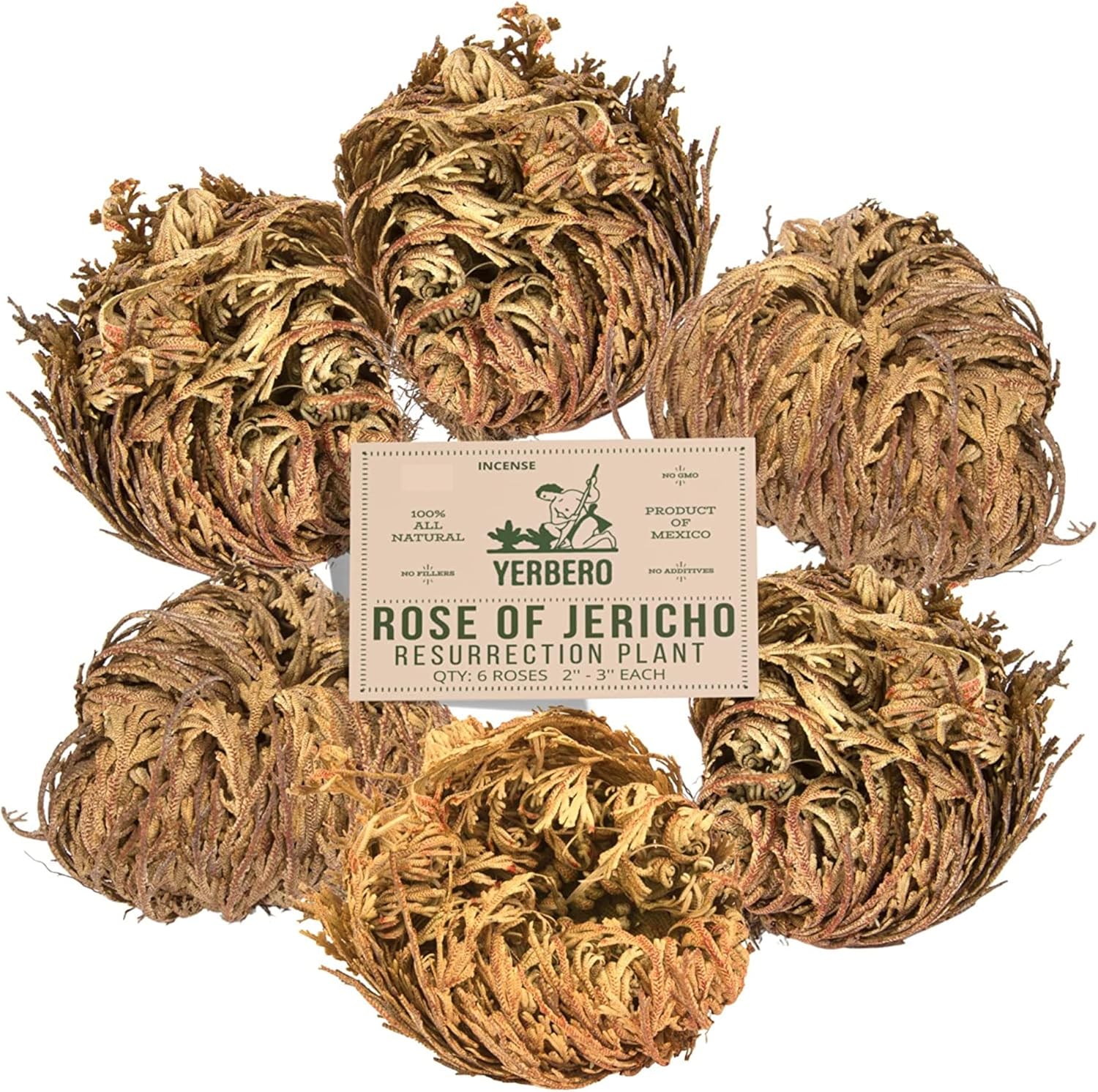 Yerbero 6 Pack Big Rose Jericho Dried Flower 35 Inch
