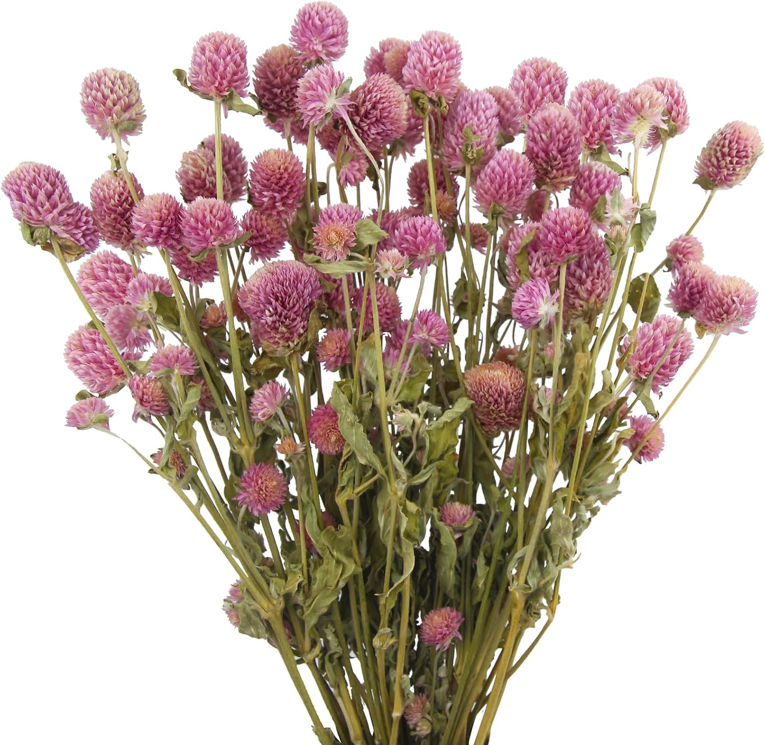 CISDUEO Dried Pink Globe Amaranth Flowers Bouquet