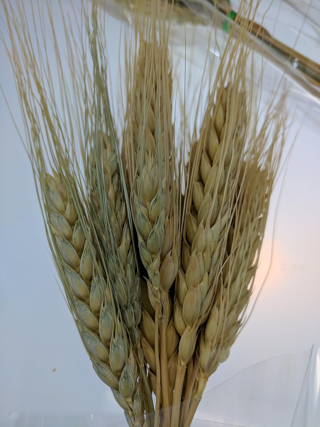 LACrafts Dried Babys Breath Flowers Wheat Stalks 3 Pack