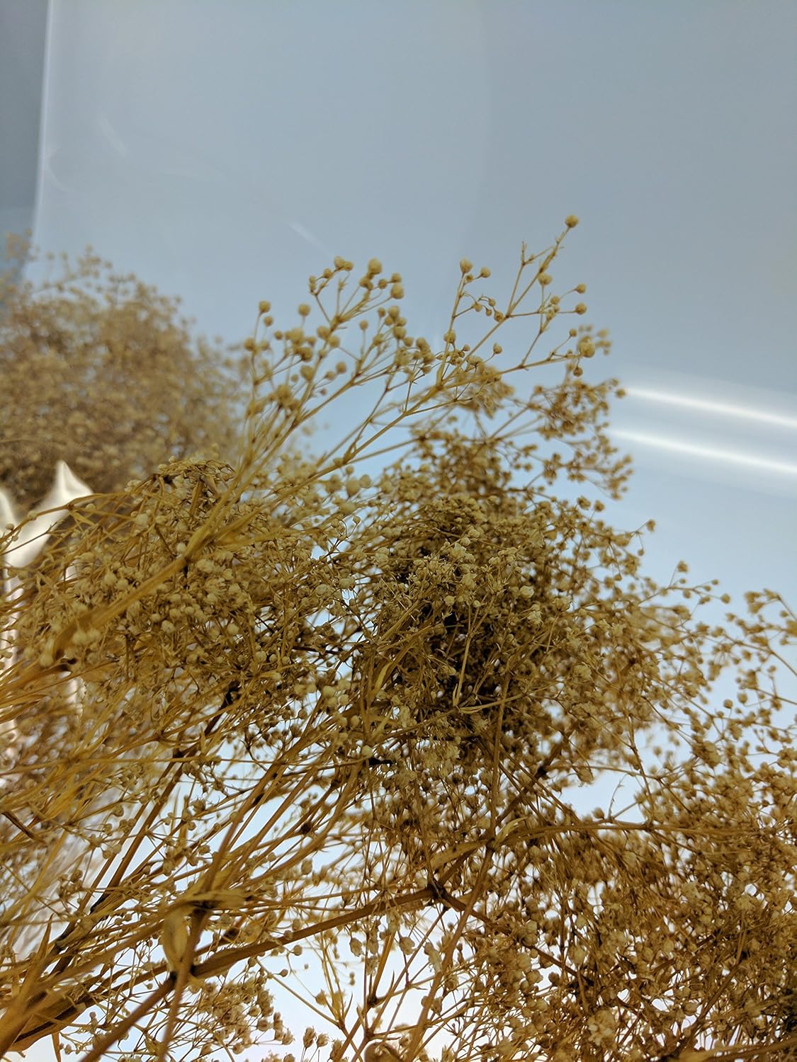 3 Bundles Dried Babys Breath Flowers